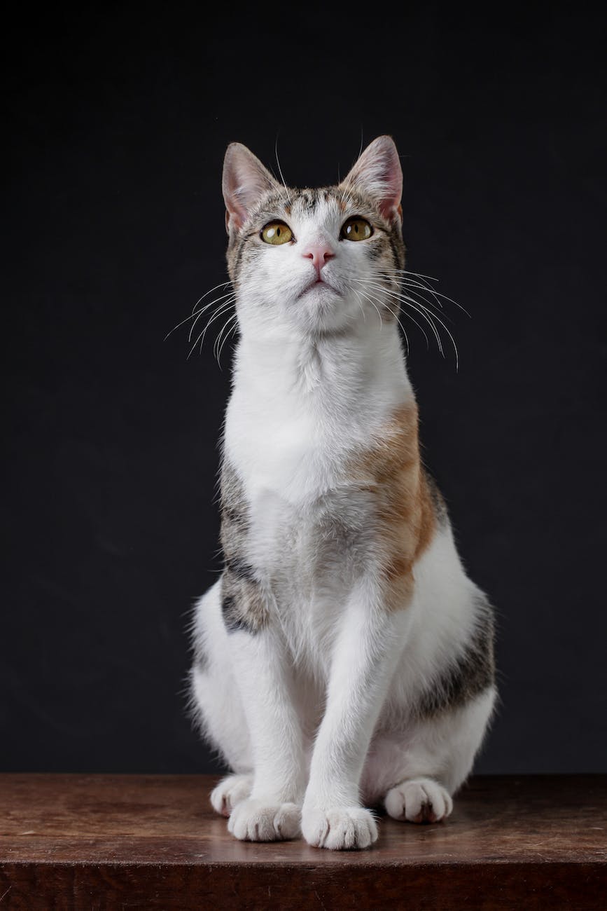 Studio Ghibli Movie Review: The Cat&nbsp;Returns